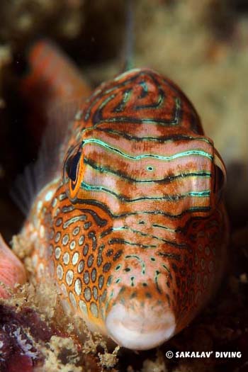 canthigaster solandri en plongée de nuit à Nosy Be